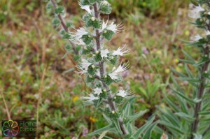 Echium italicum (7)